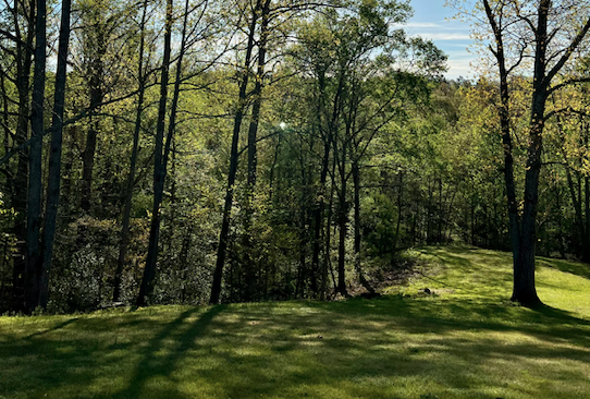 forest and grassy hill